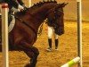 dressage horse FH Night Style (German Riding Pony, 2010, from Nightfire)