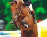stallion Acadius (Holsteiner, 1993, from Acord II)