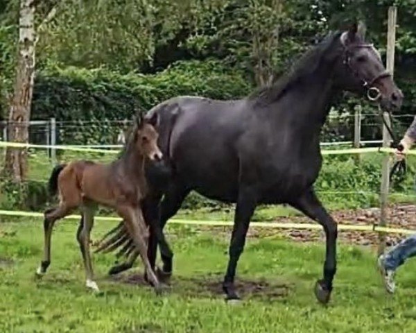 broodmare Faible (German Warmblood, 2016, from Fürstenball)