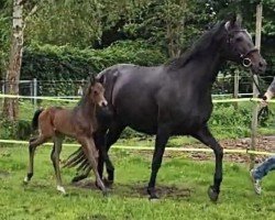 Zuchtstute Faible (Deutsches Reitpferd, 2016, von Fürstenball)