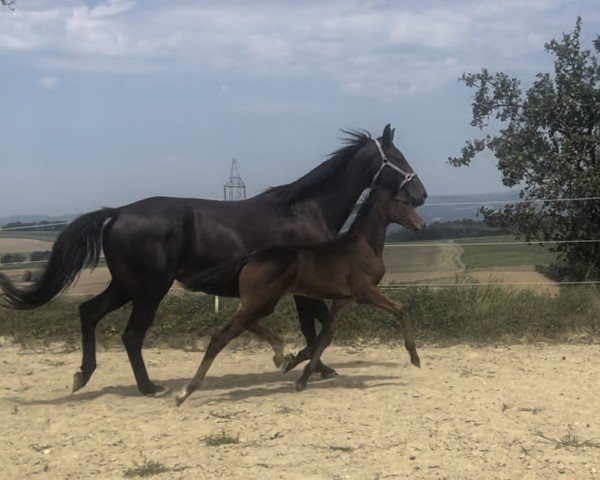 foal by Fairytale LB (Austrian Warmblood, 2024, from Bonfilio)