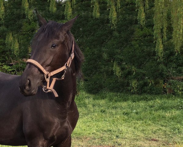 dressage horse Rhapsody Gold (Hanoverian, 2015, from Ribery Gold)