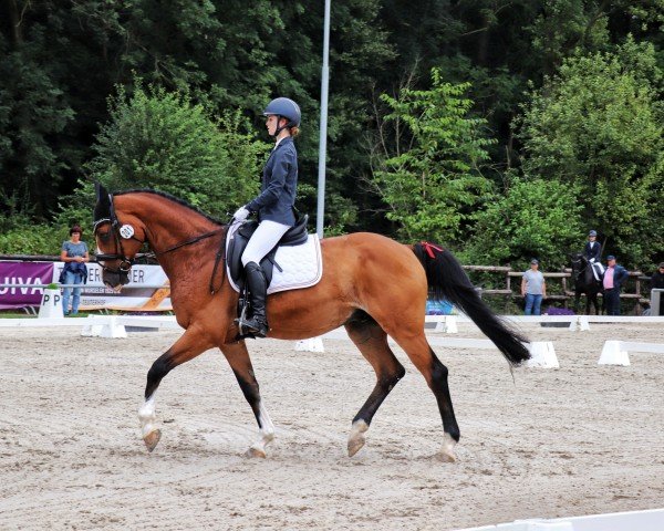 jumper Luintender van de Mispelaere (Belgian Warmblood, 2011, from Quintender 2)