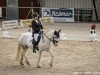 dressage horse Blue Bell 8 (Tinker / Irish Cob / Gypsy Vanner, 2012)