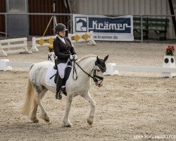 Dressurpferd Blue Bell 8 (Tinker / Irish Cob / Gypsy Vanner, 2012)