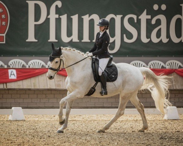 Springpferd Coco Lu (Oldenburger, 2009, von Cassini II)