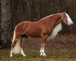 horse Adlerfels Hu-Z (Haflinger, 2016, from Franz-Josef 18)