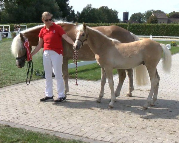 horse Aladdin van de Leemhorst (Haflinger, 2021, from ADLERFELS HU-Z)