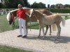 Pferd Aladdin van de Leemhorst (Haflinger, 2021, von Adlerfels Hu-Z)