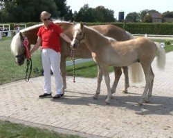 Pferd Aladdin van de Leemhorst (Haflinger, 2021, von Adlerfels Hu-Z)