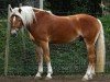 stallion Navarro-W-G (Haflinger, 2003, from Novaris)