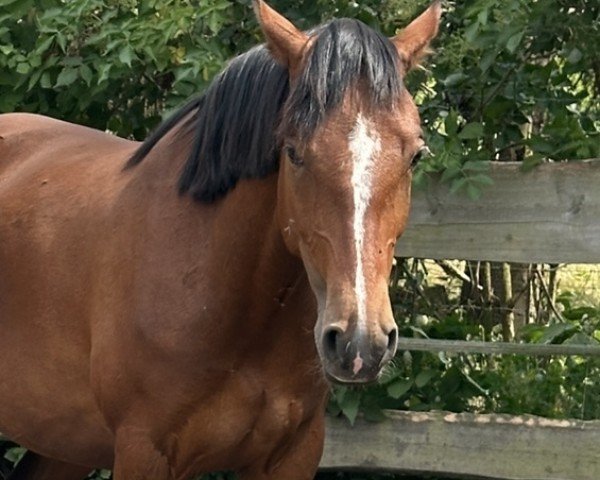 dressage horse Quaterback's Junior Mimi (German Sport Horse, 2021, from Quaterback's Junior)