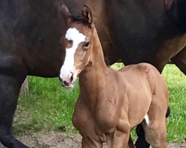 Springpferd Balous Bourani ZP (Holsteiner, 2019, von Balous Bellini)