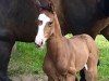 Springpferd Balous Bourani ZP (Holsteiner, 2019, von Balous Bellini)