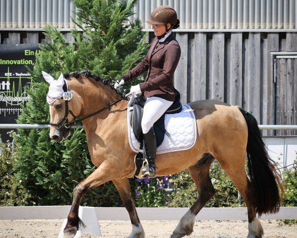 dressage horse Tyssul Braveheart (Welsh-Cob (Sek. C), 2020)