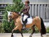 dressage horse Tyssul Braveheart (Welsh-Cob (Sek. C), 2020)