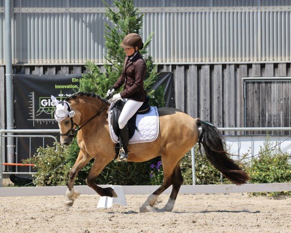 dressage horse Tyssul Braveheart (Welsh-Cob (Sek. C), 2020)