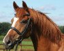 broodmare Laetitia Casta (Hanoverian, 2002, from Londonderry)