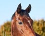 dressage horse Fedelius S (Oldenburg, 2008, from Fürstenreich)