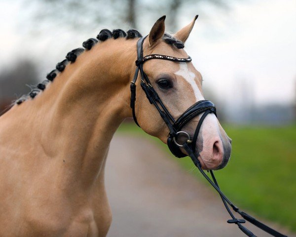 Dressurpferd Pippins Pomme Padour (Nederlands Welsh Ridepony, 2021, von Cassanova du Bois)