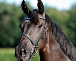 broodmare Utopia (Oldenburg, 2005, from Rohdiamant)