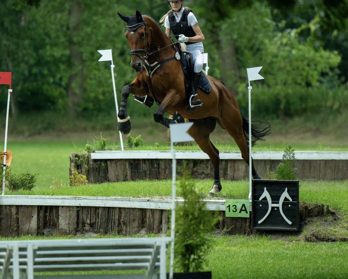 Springpferd Lorano S (KWPN (Niederländisches Warmblut), 2016, von Grodino)
