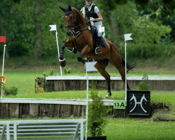 jumper Lorano S (Swedish Warmblood, 2016, from Grodino)