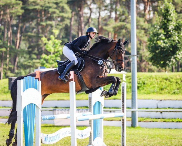 jumper Diabelle S (German Sport Horse, 2015, from Diego de Semilly)