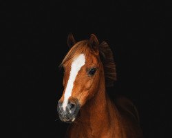 dressage horse Kovu (Welsh-Pony (Section B), 1998, from Southend Caruso)