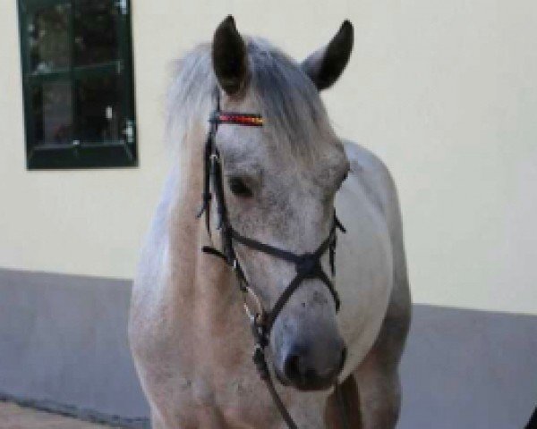 Springpferd Albert the Great (Connemara-Pony, 2016, von Glencarrig Ri)