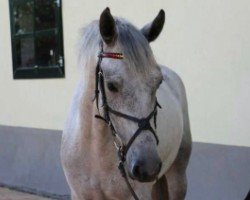 jumper Albert the Great (Connemara Pony, 2016, from Glencarrig Ri)