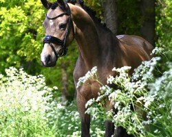 Zuchtstute Vogelenzang's Zhara (Nederlands Welsh Ridepony, 2015, von Bijsterhof's Diamond Dancer)