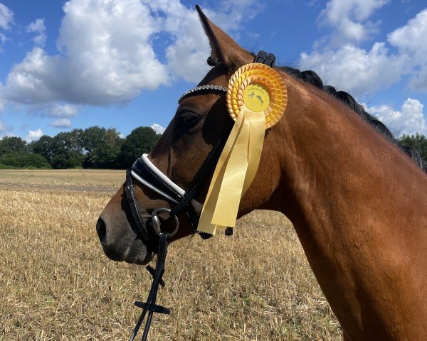 dressage horse SF Carl (German Riding Pony, 2018, from Cosmopolitan NRW)