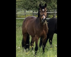 Springpferd Picolino 42 (Deutsches Reitpony, 2015, von FS Chambertin)