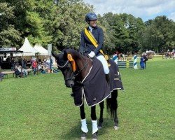 dressage horse Gracy Hollywood (Hanoverian, 2014, from Gandhi)