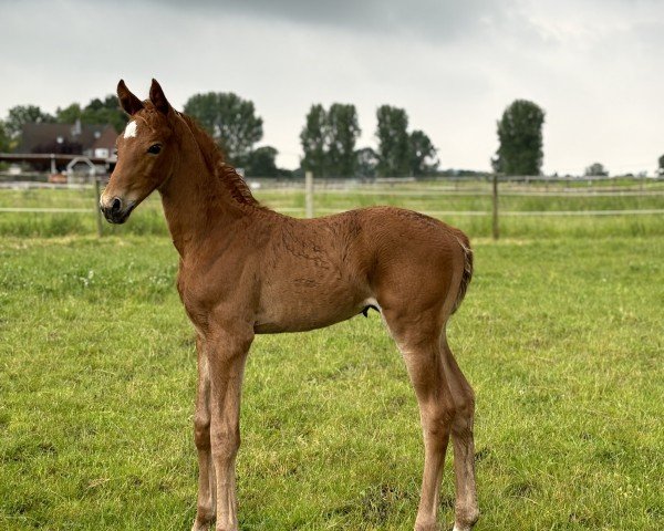 foal by Belle Rouge (Oldenburg, 2024, from Red Viper)