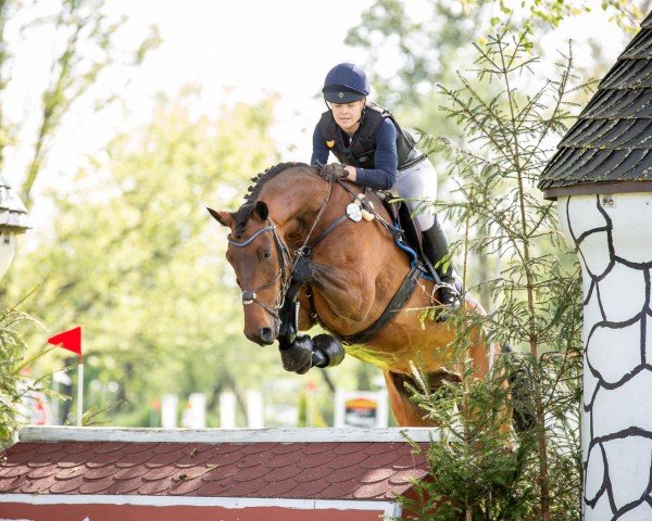 jumper Lauriesio (Hanoverian, 2012, from Laurice)