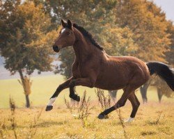 broodmare Adelaide (Hanoverian, 1996, from Amoroso Assai)