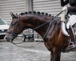 dressage horse Icatcher 3 (Oldenburg, 2017, from Asgard's Ibiza)