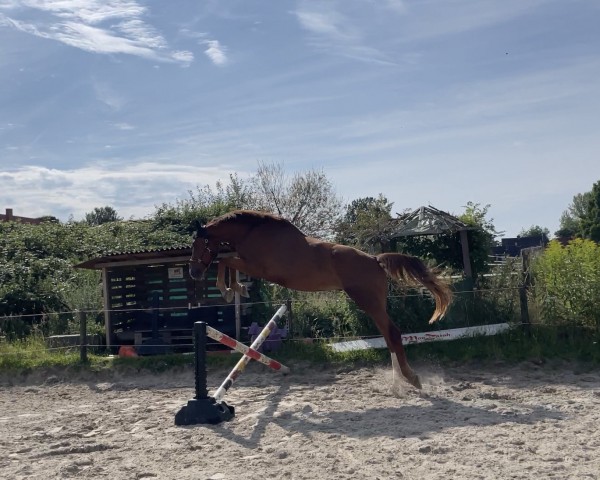 Springpferd Tino (Oldenburger Springpferd, 2020, von Comme il Faut)