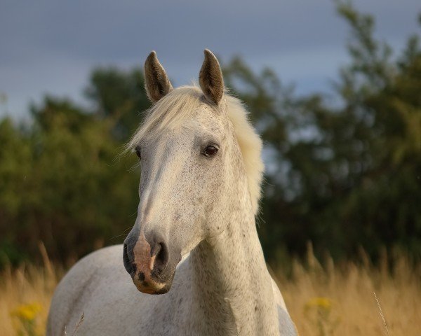 Springpferd Cristin 3 (Holsteiner, 2010, von Cachas)