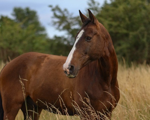 Springpferd Quirin 33 (Holsteiner, 2008, von Quintero)