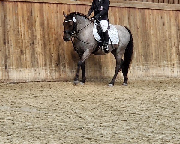 Pferd Dummtüch (Kleines Deutsches Pony, 2019, von Wiking's Smellur)