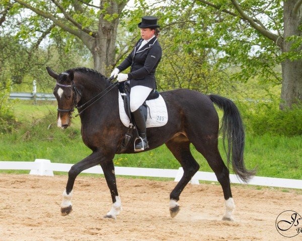 dressage horse Lord's Aphrodite (German Sport Horse, 2005, from Lord Altmark)