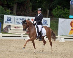 stallion Crown Code Red VR (German Riding Pony, 2020, from DSP Cosmo Royale)