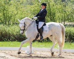 dressage horse Carpe Diem 32 (Brandenburg, 2001, from Carnando)