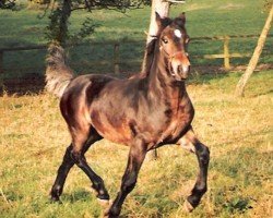 Pferd Cathedine Tywysog (Welsh-Cob (Sek. D), 1985, von Ceredigion Tywysog)