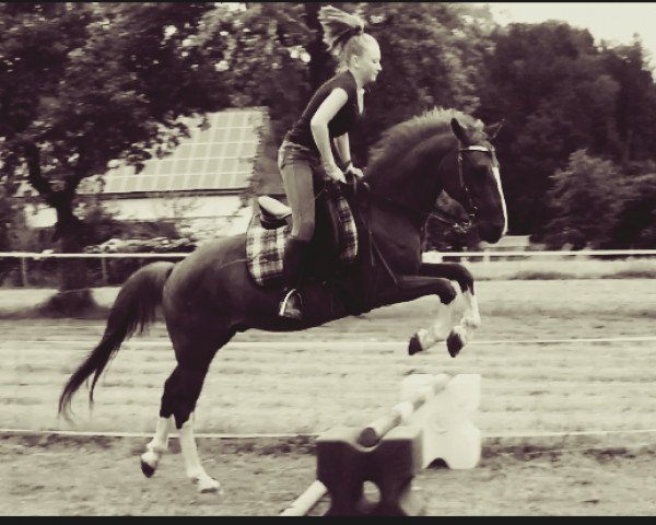 horse Bolero (German Riding Pony, 1994, from Bavarottie)