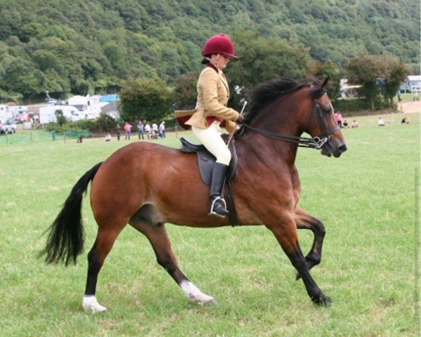 Pferd Fronarth Tywysogs Last (Welsh-Cob (Sek. D), 2001, von Ceredigion Tywysog)