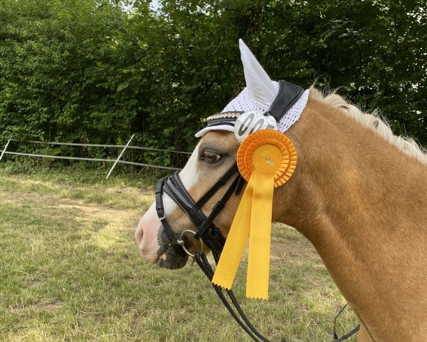 dressage horse Bagio (Welsh-Pony (Section B), 2011, from Thistledown Ballyhoo)